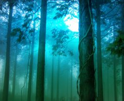 玉置神社～推定樹齢3000年の神代杉と神秘の不思議スポット